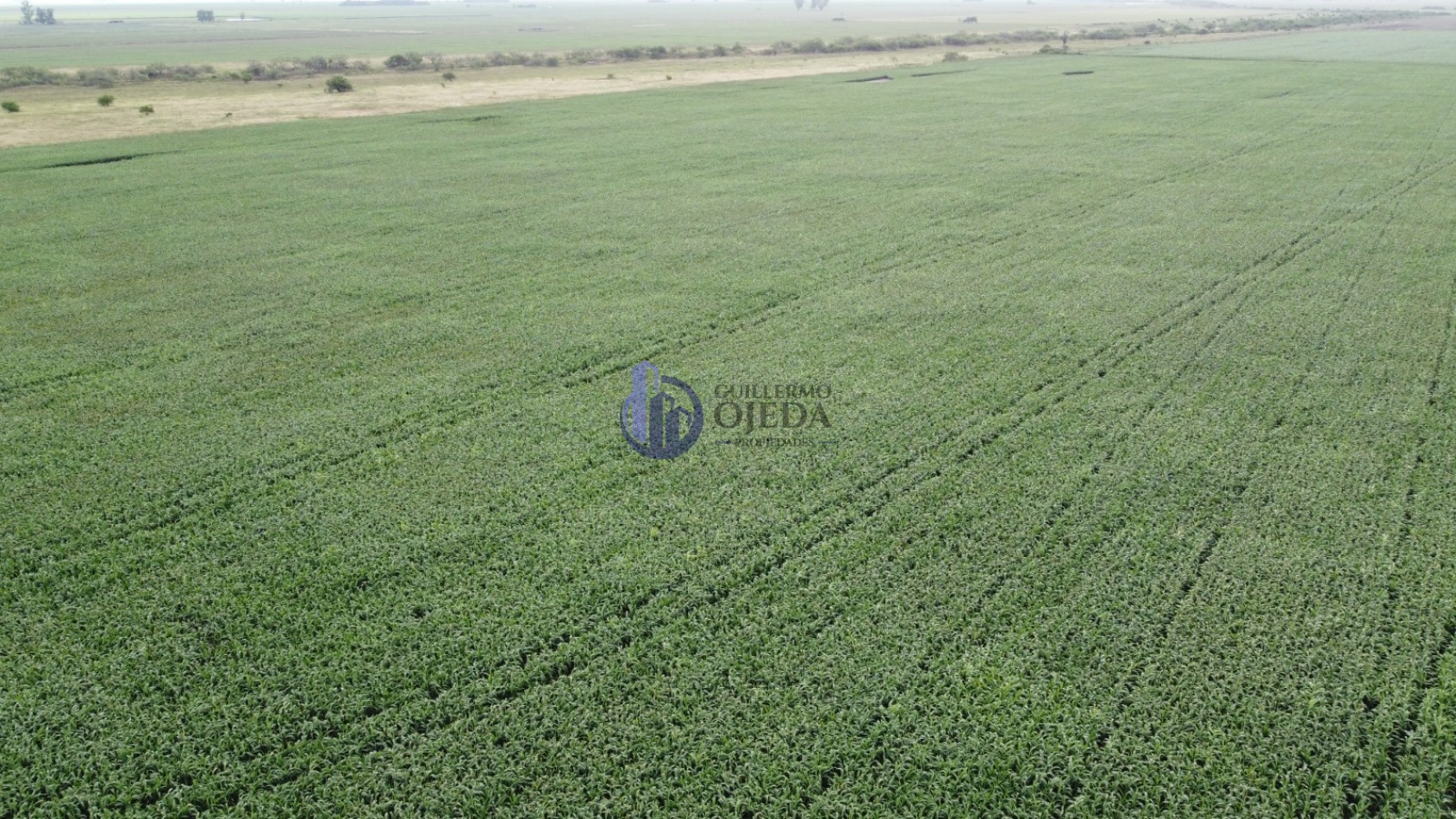 Campo Agricola 150 Hectareas San Genaro 